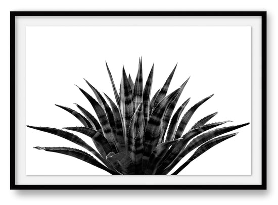 Agave