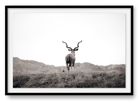 Kudu in The Field